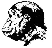 Australopithecus rudolfensis
