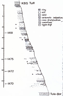 remation stratigraphie entre les fossiles hominidés retrouvés sous la couche KBS Tuff prés du Lac Rudolf