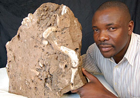 Australopithecus sediba, Karabo, tel qu'il est actuellement... encchassé dans sa gangue de pierre