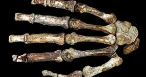 La main d'australopithecus sediba