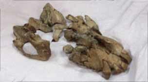 Uganda pithecus major, le cr&acirc;ne de 20 millions d'ann&eacute;es