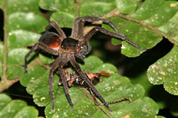 Araignée equateur 
