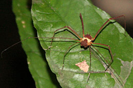 Araignée Equateur