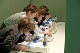 Les enfants étudient les araignées sous le microspcope