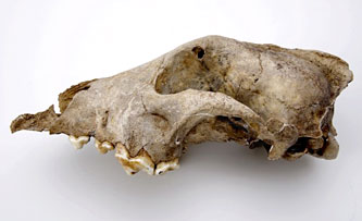 Le fossile de chien retrouvé dans la grotte de Goyet en Belgique