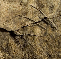 Traces de découpes sur un fémur de Megalonyx jeffersonii