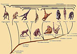 Arbre g&eacute;n&eacute;alogique hominoides