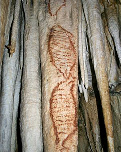 Des peintures repr&eacute;sentant des phoques dans la grotte de Nerja. Datation - 42 000 ans ?