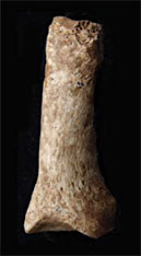 Phalange d'un Homo antecessor de la Sima des Elefante