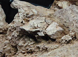 Moulage du cr&acirc;ne de Djebel Hiroud au Maroc 