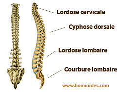 trou occipital