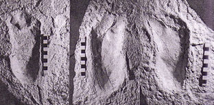 Photo des empreintes de pas de Laétoli