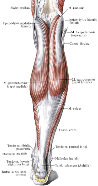 muscle du mollet
