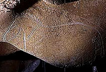 Cheval grav� - Grotte Chauvet