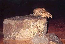 Cr�ne d'ours trouv� dans la grotte Chauvet