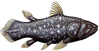 Coelacanthe