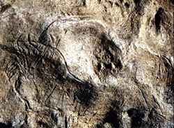 Bison - Grotte des Combarelle