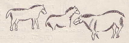 Trac&eacute;s de Chevaux dans la grotte des Combarelles - Abb&eacute; Breuil
