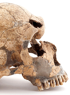 Qui étaient les néandertaliens ? Conférence 