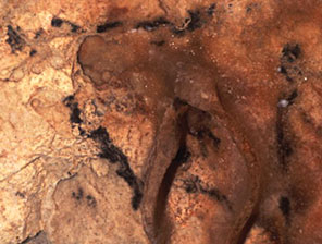 Trous marqu&eacute;s de noir - Grotte Cosquer