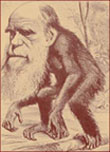 Darwin représenté sous forme de singe