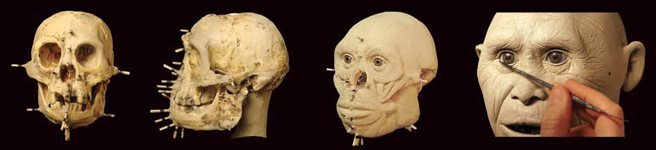 Les différentes étapes de la,reconstruction du visage d'Homo florensiensis - Atelier Daynes 