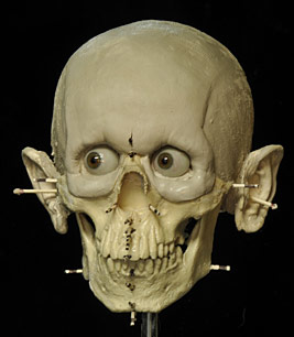 Crâne de l'homme de Cerny en cours de reconstitution