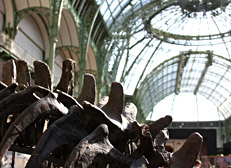 Les dinosaures au Grand Palais