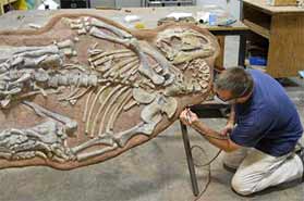  Ténontosaure   baptisé Clover en préparation