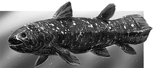 Coelacanthe -  Latimeria chalumnae