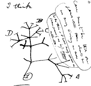 dessin de Charles Darwin pour expliquer les diff&eacute;rentes esp&egrave;ces