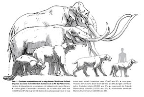 Mégafaune de l'Amérique du nord - Pleistocene