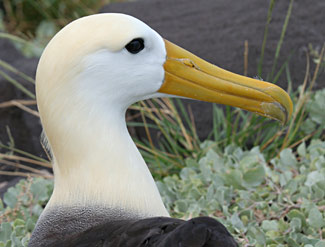 T&ecirc;te d'Albatros