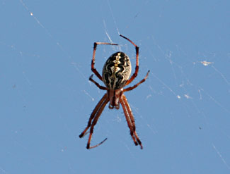 Araign&eacute;e Galapagos