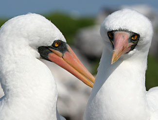 Fous masqu&eacute;s des Galapagos