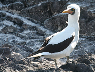 Fou masqu&eacute; des Galapagos