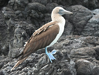 Fou &agrave; pieds bleus