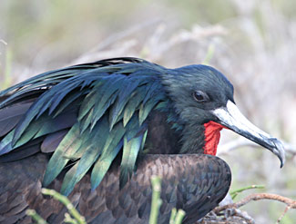 Grande Fr&eacute;gate (male)