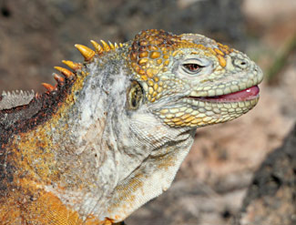 T&ecirc;te d'iguane terrestre