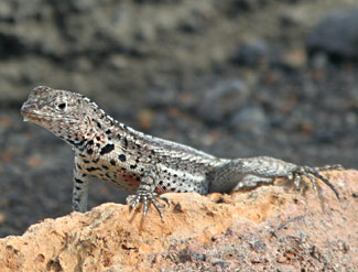 L&eacute;zard des laves - M&acirc;le