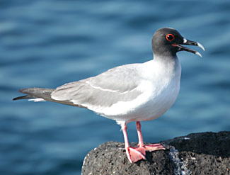 Mouette &agrave; queue d'aronde