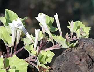 P&eacute;tunias des Galapagos