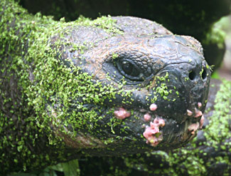 T&ecirc;te de tortue terrestre