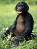 Sauvegarde des Grands Singes - Petition