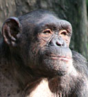 Chimpanz&eacute;