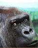 Les grands singes disparaissent 