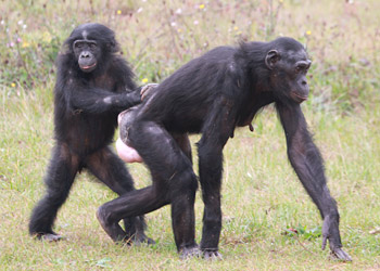 Les débuts de la bipedie chez un jeune bonobos