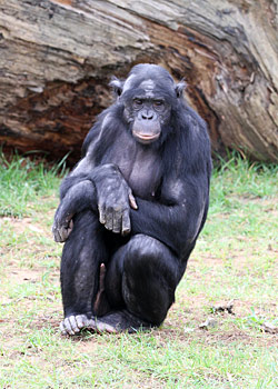 Bonobo en pleine reflexion