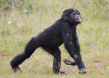 Bonobo joueur