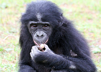 Bonobo en train de manger